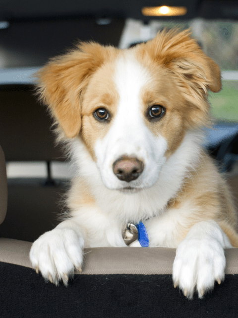 Puppy