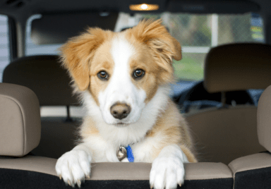 Puppy