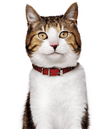 Cat with collar