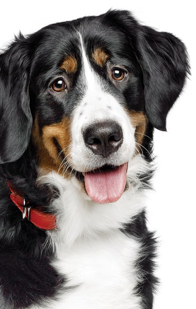 Black and white dog